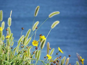 含有小草的詩(shī)句古詩(shī)