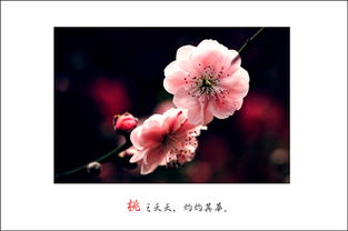 關(guān)于心意相通的詩句