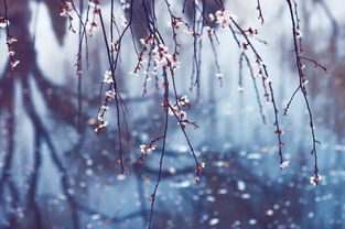 關(guān)于春天突然變冷的詩(shī)句