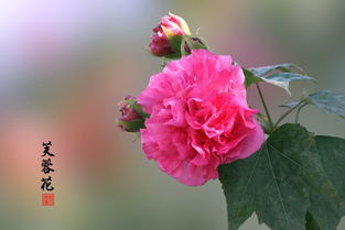 關(guān)于芙蓉花氣質(zhì)的詩句