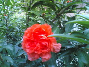 關(guān)于贊美石榴的詩(shī)句,贊美石榴的五言詩(shī)句,古人贊美石榴的詩(shī)句