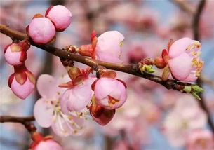 杏花花詩句古詩