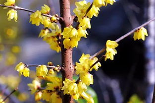 臘梅詩(shī)句古詩(shī)有哪些