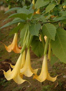 關(guān)于黃花曼陀羅的詩句