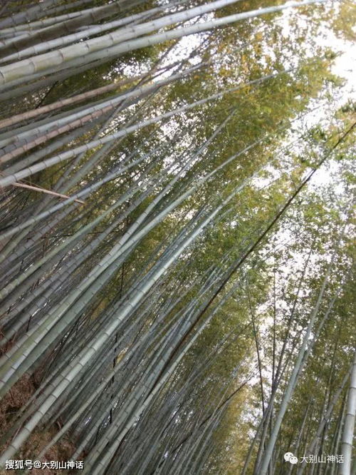 竹子,古詩(shī),詩(shī)句,春天