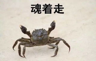 關(guān)于螃蟹的詩句有哪些,秋天關(guān)于螃蟹的詩句,關(guān)于螃蟹的詩句李白