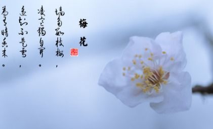 帶有月和花的古詩句