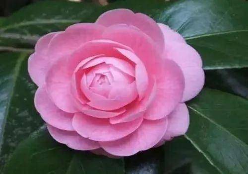 關(guān)于山茶花的唯美詩(shī)句