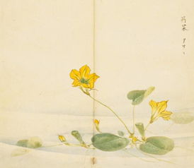 詩(shī)經(jīng)關(guān)于花草的詩(shī)句