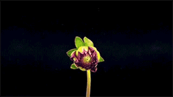 寫草莓的詩句古詩,描寫草莓的古詩,草莓的詩句古詩