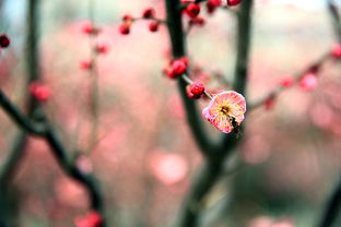 關(guān)于春天花季的詩句