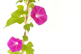 贊美牽牛花的詩(shī)句古詩(shī)