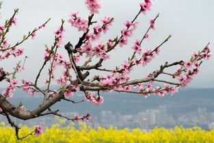 蘇軾關(guān)于桃花的詩句是什么,描寫桃花的詩句是什么,與桃花有關(guān)的詩句是什么