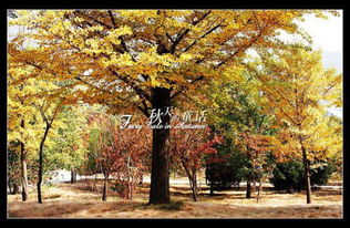 詩(shī)句,秋天,兒童,大全