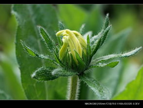 關(guān)于花沾露水的詩句