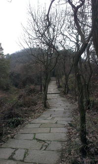 寫紫薇花的古詩句