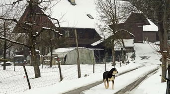 詩(shī)句,詩(shī)中