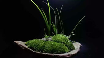 關于茶和菖蒲的詩句