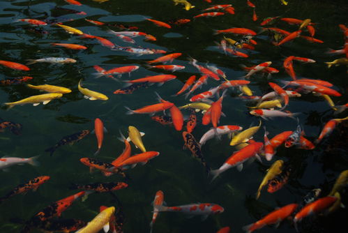 關(guān)于魚花草蟲的詩(shī)句