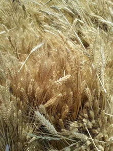 古詩(shī)憐農(nóng)詩(shī)句