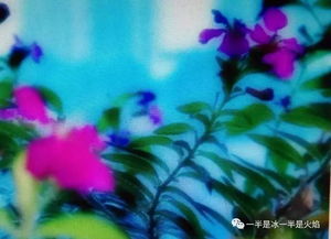 關(guān)于秋葉的詩句和散文