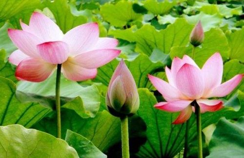 古詩,詩句,描寫,夏天