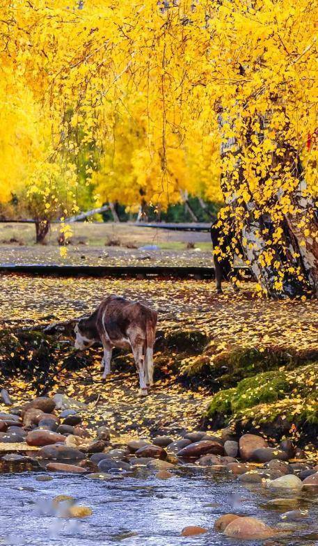 贊美秋天美景的詩句古詩詞,描寫秋天美景的詩句古詩詞,寫秋天的詩句古詩詞