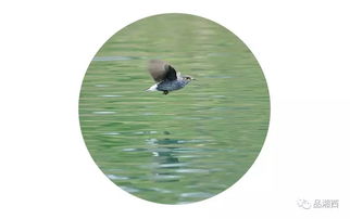 關(guān)于寫(xiě)晨游的現(xiàn)在詩(shī)句