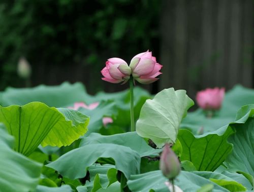并蒂蓮千古詩句