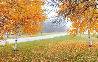 描寫秋天的古詩句,描寫夏季和秋季的古詩句,關于秋季防疫的古詩句