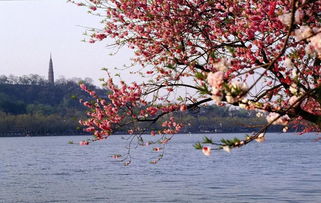 西湖桃花詩句古詩詞
