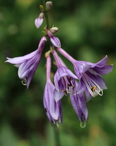 關(guān)于玉簪的詩句