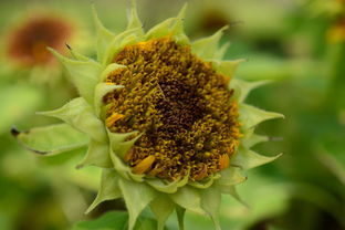 菊花古詩的詩句意思