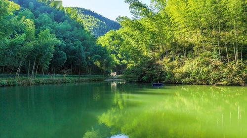 寫草頑強(qiáng)的詩句古詩