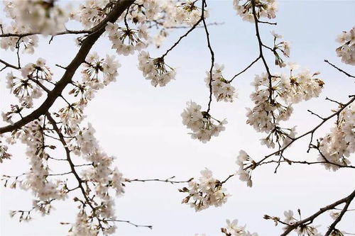 詩經(jīng)中關于櫻花的詩句