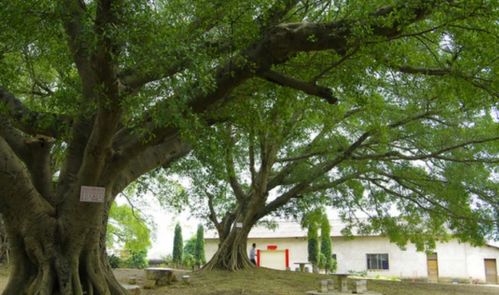 關(guān)于朗誦榕樹的詩(shī)句