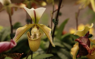 描寫春天樹木茂盛的詩(shī)句,關(guān)于春天樹木的詩(shī)句古詩(shī),春天草木茂盛的詩(shī)句