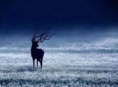 期盼和平的古詩句