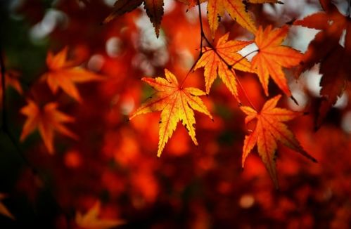 有關(guān)楓葉離別的詩(shī)句古詩(shī)詞