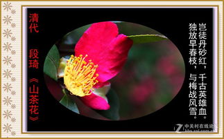 描寫花的詩句,含有花的古詩句,帶有花字的古詩句