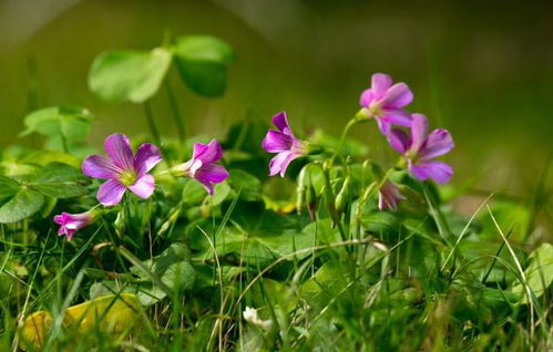 關(guān)于惜春的詩句