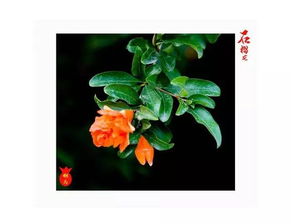 關(guān)于石榴花的詩(shī)句古詩(shī)