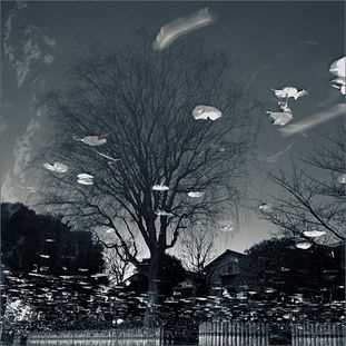 詩(shī)句,漂泊,形容,流浪