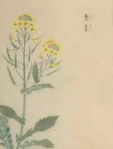 關(guān)于花朝節(jié)的詩句古詩