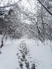 關(guān)于春天雪景的詩句古詩詞