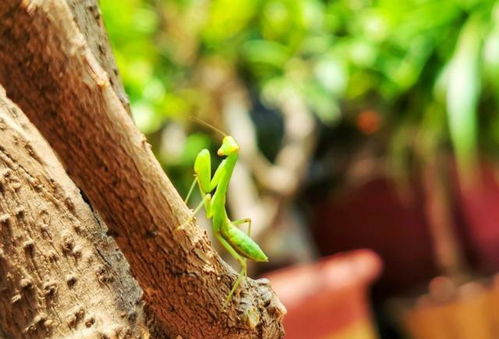 關于蟬的詩句古詩詞,描寫蟬的詩句古詩詞,關于夏蟬的詩句古詩詞