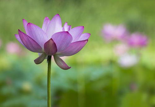 關于荷花的廉潔詩句古詩