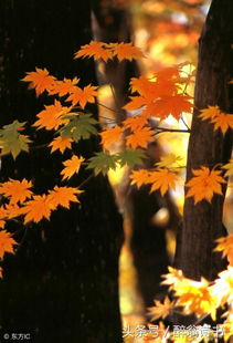 關(guān)于悲憫的詩句