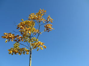 關(guān)于描寫秋天的古詩(shī)句有哪些,三年級(jí)描寫秋天的古詩(shī)句有,描寫秋天景色的古詩(shī)句