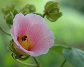 關(guān)于芙蓉的詩句及解釋